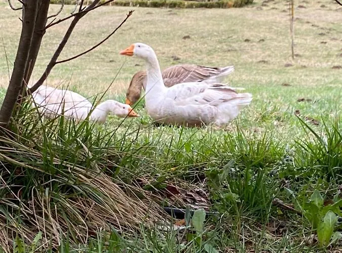 Lägenhet Check-in Casas Cumbre De Benasque *